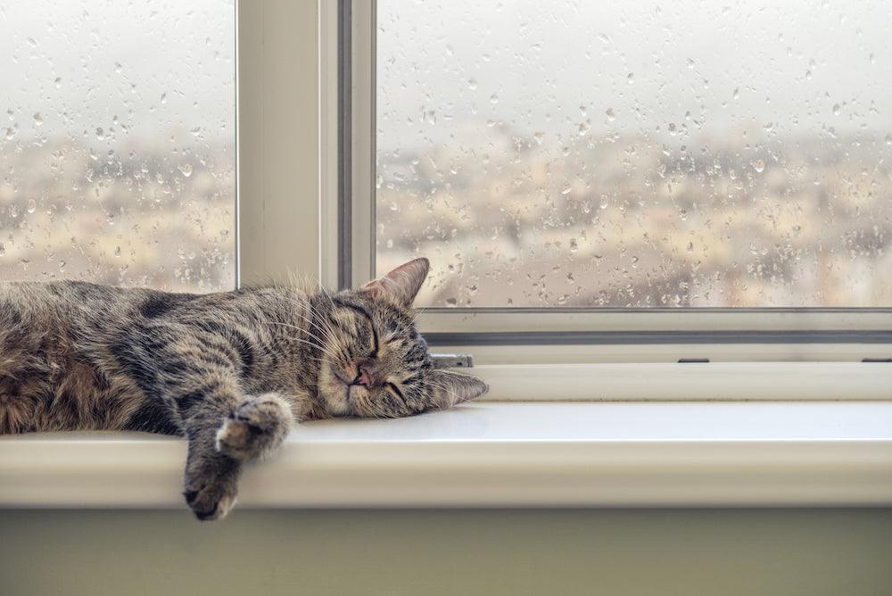 Why Does Rain Make You Sleepy? - Blue Nile Mills