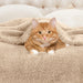 Classic Solid Fleece Plush Medium Weight Fluffy Soft Blanket - Linen